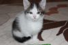 Отдам в добрые руки милого котенка)