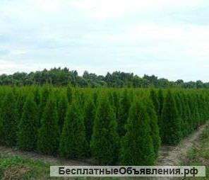 Роскошные туи СМАРАГД и проч
