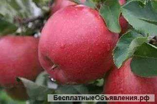 Супер яблони Хани Крисп