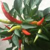 Острый съедобный комнатный перец