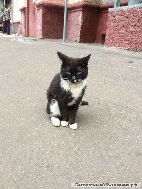Очень нужна передержка или дом доброму котику