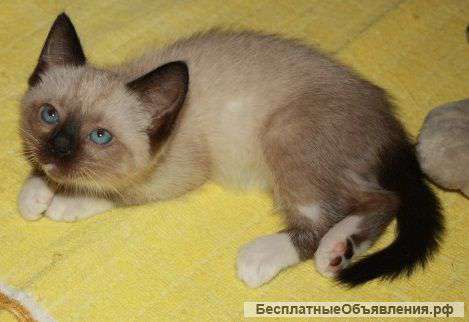 Котятки