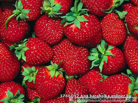 Клубника из Беларуси, опт