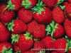 Клубника, из РБ, розница и опт