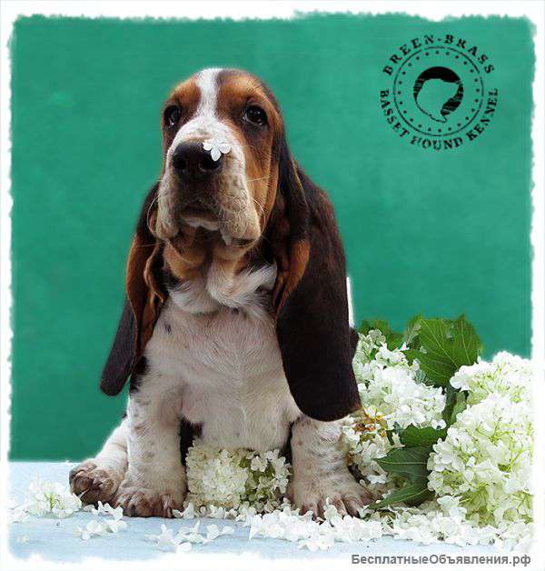 Щеночек: бассето-цветочек