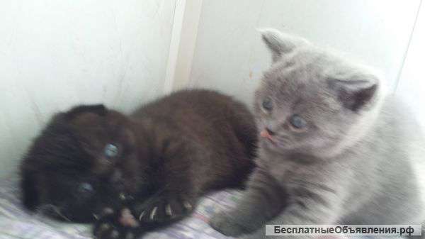 Котят британцы