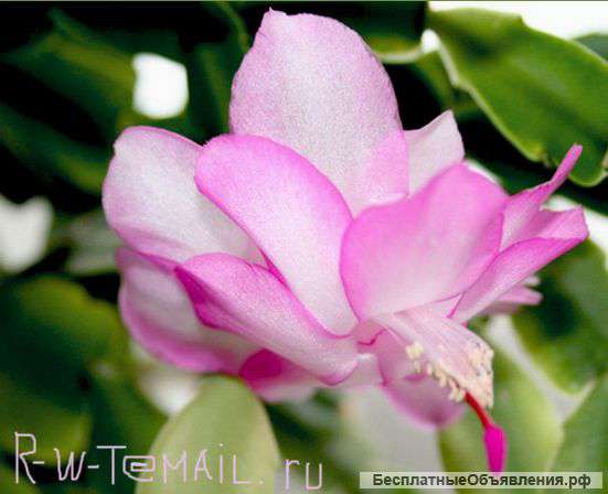 Шлюмбергера бело-розовая (хамелеон) и ещё цветы