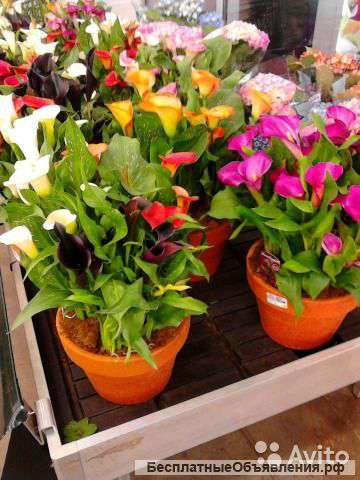 Калла микс в вазоне