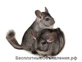 Нужны партнёры по России