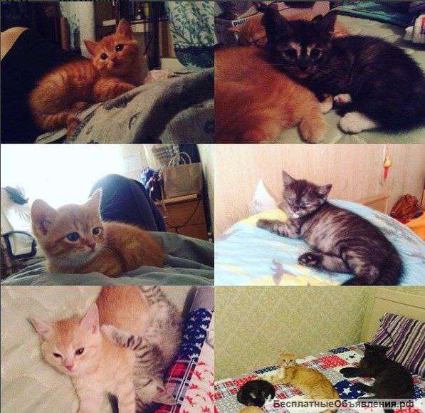 Отдам котят,наполовину британцев,в дар