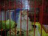 Отдам хомяка 2 мес. + клетка+аксессуары+прогулочный шар