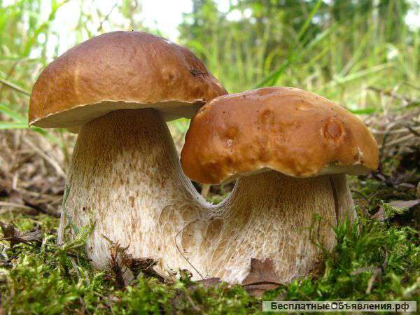 Мицелий белых грибов - семена грибов из Украины. Качество Гарантия