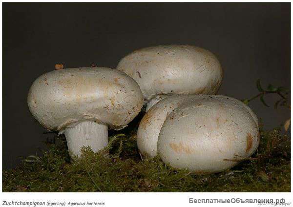 Мицелий шампиньона - семена грибов из Украины в Россию Качественно Недорого