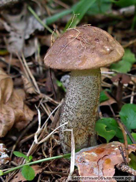 Мицелий грибов: подберезовик, подосиновик, масленок, лисичка, груздь, дождевик, др лесные грибы