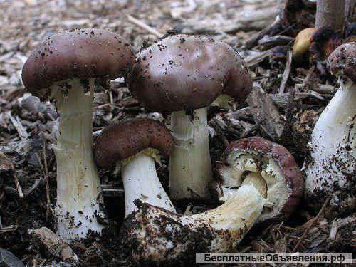 Семена грибов (грибница, рассада грибов, мицелий) культивируемых грибов высокого качества из Украины