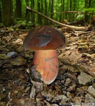 Мицелий (семена грибов) дубовика (поддубовик) высокоурожайный недорого из Украины