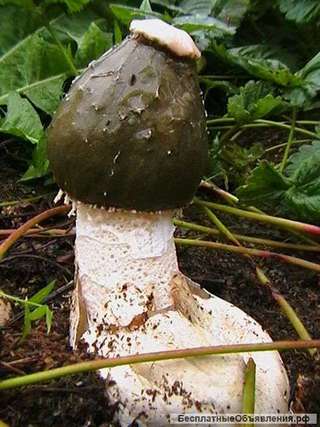 Вырастить веселку под силу каждому - семена грибов украинского производства