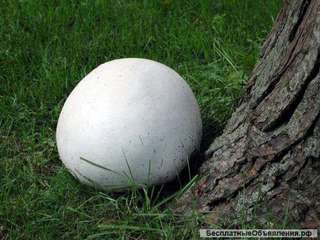 Мицелий (семена грибов) дождевика гигантского