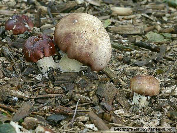 Мицелий кольцевика - выращивание гриба кольцевик в саду и в помещении. Качественный укрМицелий