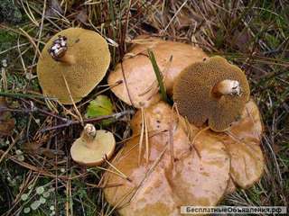 Мицелий (рассада грибов, мицелий) для выращивания гриба козляк (решетник)