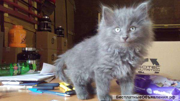 Чудесные котята в добрые и надёжные руки