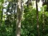 Большой полностью лесной участок 160 соток в стародачном генеральском пос. Северная Трудовая.
