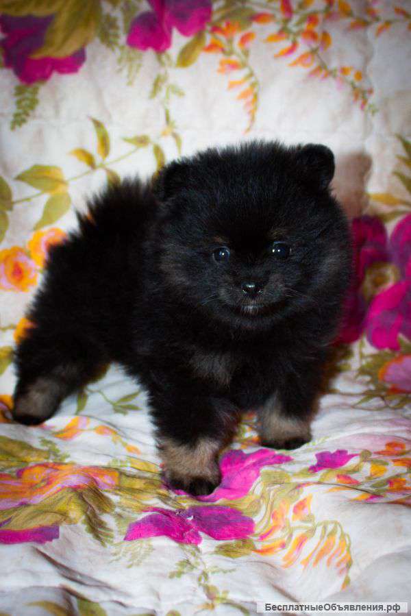 Милые девочки ждут своих хозяев