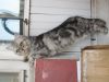 Ласковый котик ищет заботливого хозяина