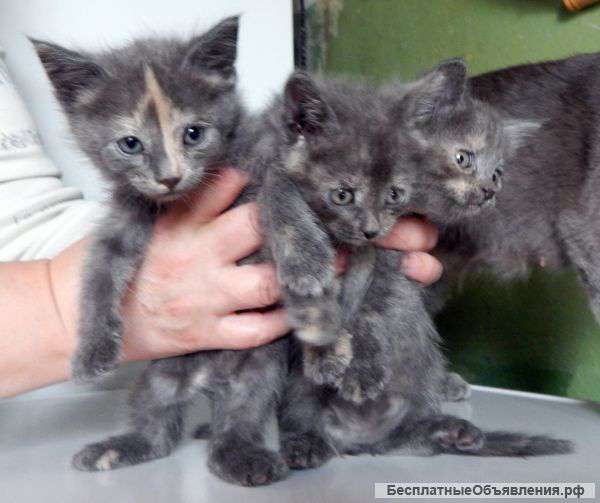 Котята в добрые руки бесплатно