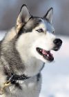 Кобель Сибирский хаски для Вязки