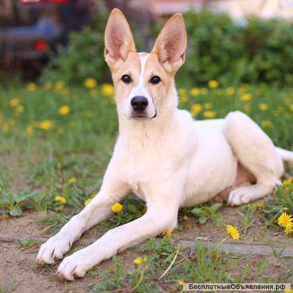 Очень нужен хороший хозяин малышке