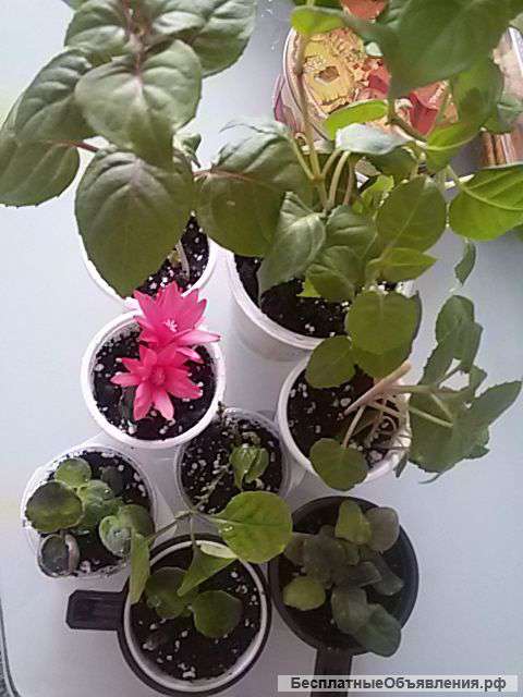 Отдам растения