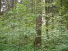 Лесной участок 75 соток в Стародачном генеральском пос. Северная Трудовая .