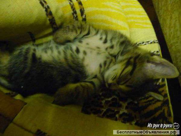 Отдам в добрые руки котят