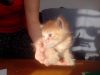 Рыжий котенок