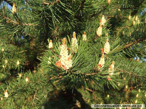 Сосновая пыльца