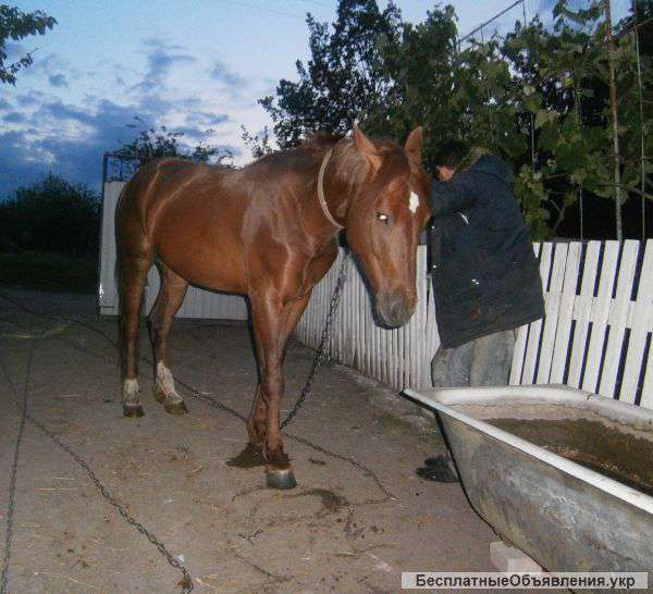 Жеребная кобыла