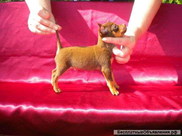 Родились шикарные малыши Русского тоя (питомник)