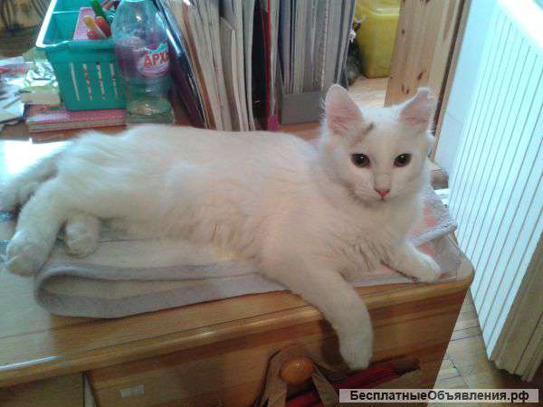 Котик, 3.5мес, Турецкий Ван, белый с рыжим пушистым хвостиком