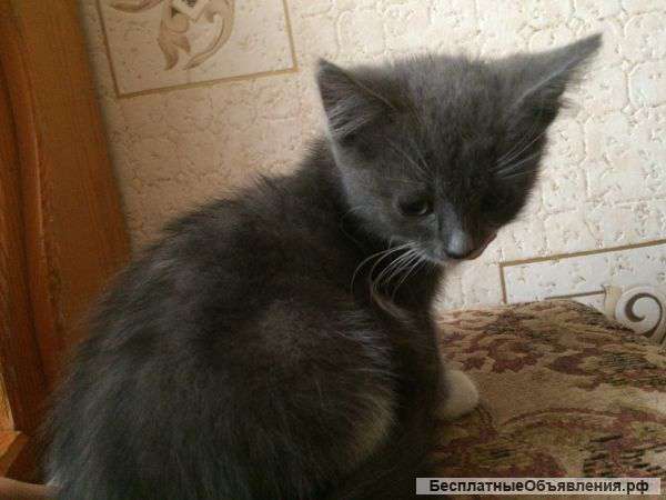 Котёнок