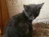 Котёнок