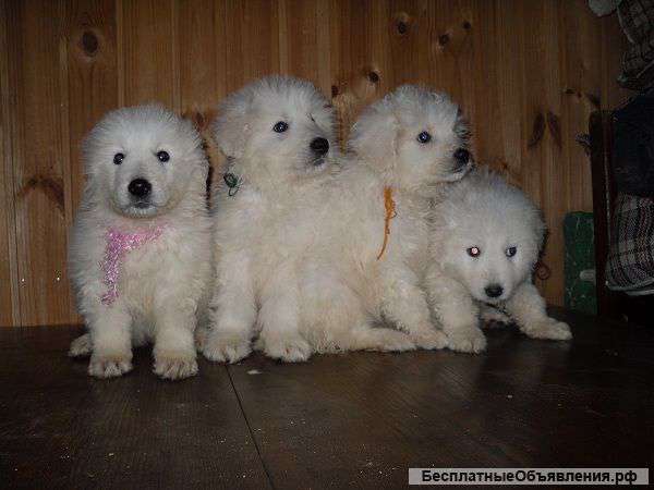 Маремма(мареммо-абруцкая овчарка). Продажа щенков