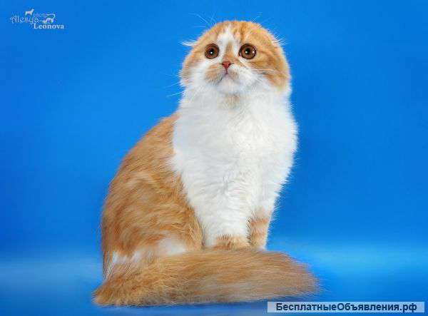 Любимые животные