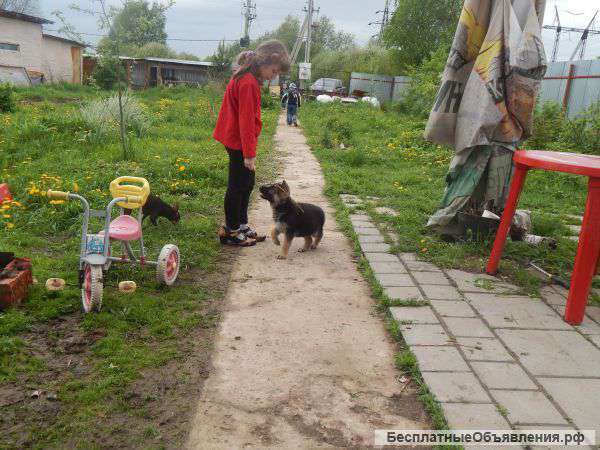 Щенок немецкой овчарки