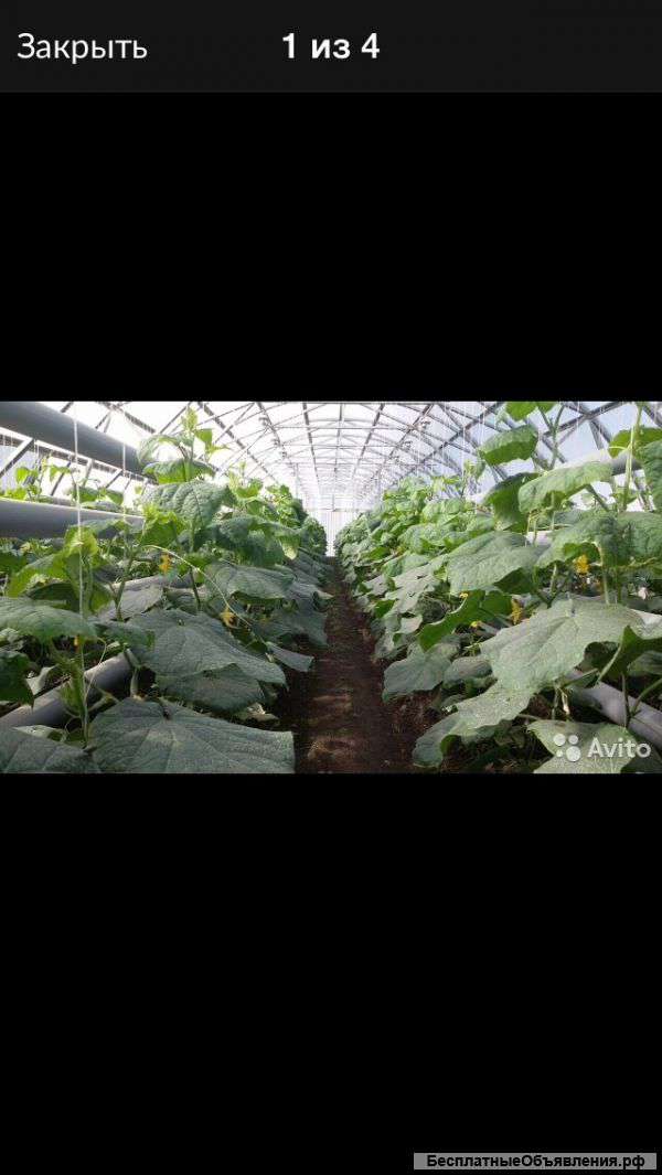 Теплица в аренду