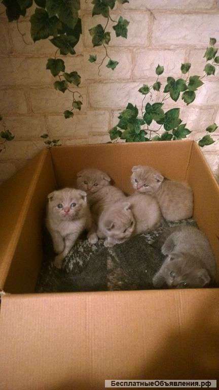 Шотландских котят