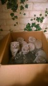 Шотландских котят