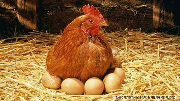 Ищу кур несушек