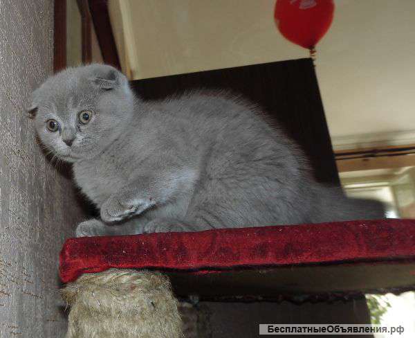 Шотландские малыши