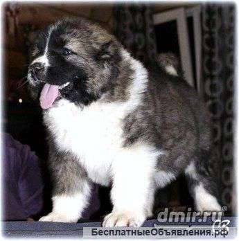 Щенков кавказской овчарки